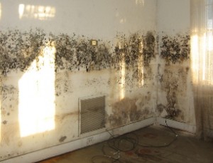 Mould and Mildew