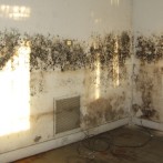 Mould & Mildew: What They Are and How to Fight Them