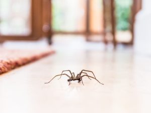 common-house-spider