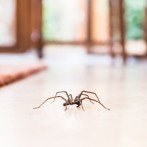 Creating a Spider-Free Sanctuary: Tips to Protect Your Home from Spiders
