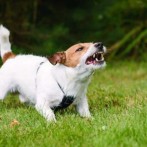 What to Do If Your Neighbour’s Dog Barks Frequently: A Guide to Peaceful Resolution