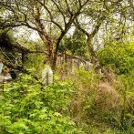 How to Clear Up an Overgrown Garden: Expert Tips