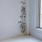 Who Is Responsible for Mold Removal: Landlord or Tenant?