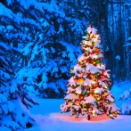 The History of the Christmas Tree: From Pagan Roots to Festive Icon